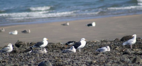 KONICA MINOLTA DIGITAL CAMERA