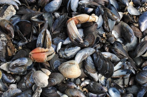 141017TGNW4-Seashells mixed & crab legs