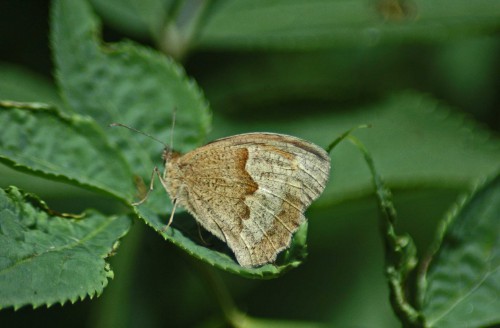 More usual view of a Meadow Brown underside