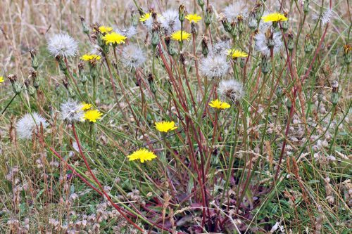 150710tg-Bryn Euryn-flwr-Cat's Ear 1