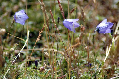 150710tg-Bryn Euryn-flwr-Harebells 1