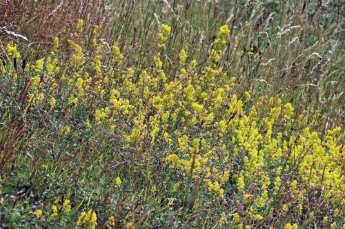 Lady's Bedstraw-Galium verum