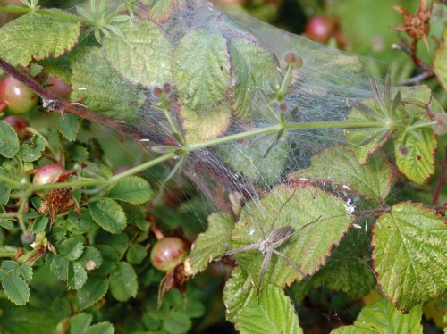 Nursery web spider on brambles