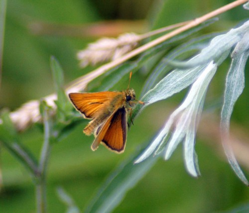 Small Skipper has orange-brown tips to antennae
