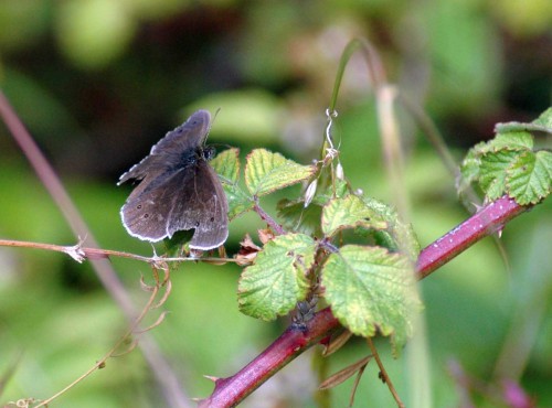 Ringlet butterfly on bramble leaf