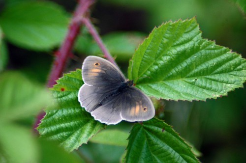 A dark coloured Meadow Brown