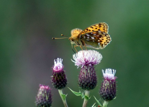 150712TG-Bryn Euryn-bfly-Dk green fritillary 13