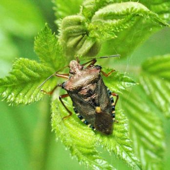 150712TG-Bryn Euryn -bug-Forest bug-Red-legged ShieldbugPentatoma rufipes (1a)