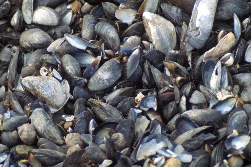 Live mussels  