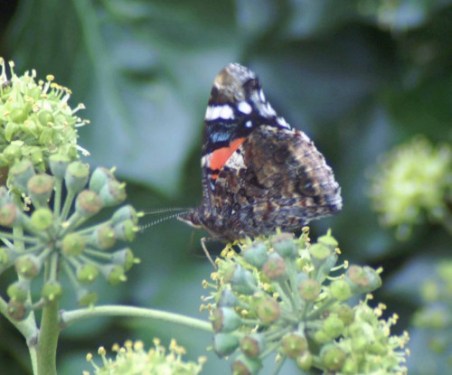 13/10/11-Red Admiral on ivy flowers