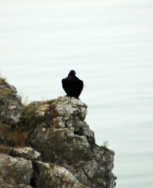 July- Raven looking out to sea