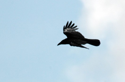 A flying raven showing the wedge-shaped tail and dead-mans fingers at wing tips