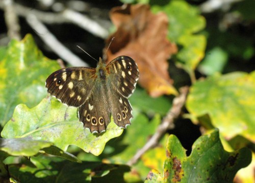2/10/15-Speckled Wood on oak leaves