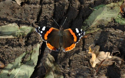 18/10/14-Red Admiral basking on a muddy woodland ride