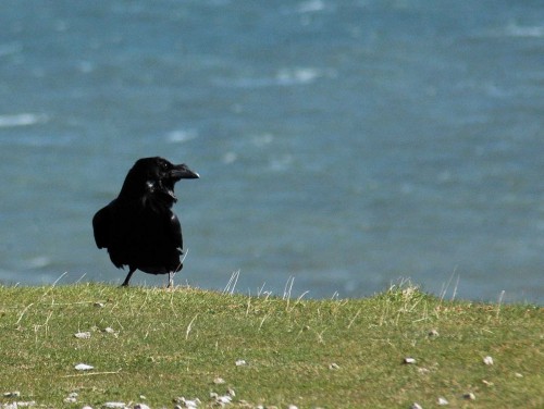 150428TGLO-Raven on cliff edge 2