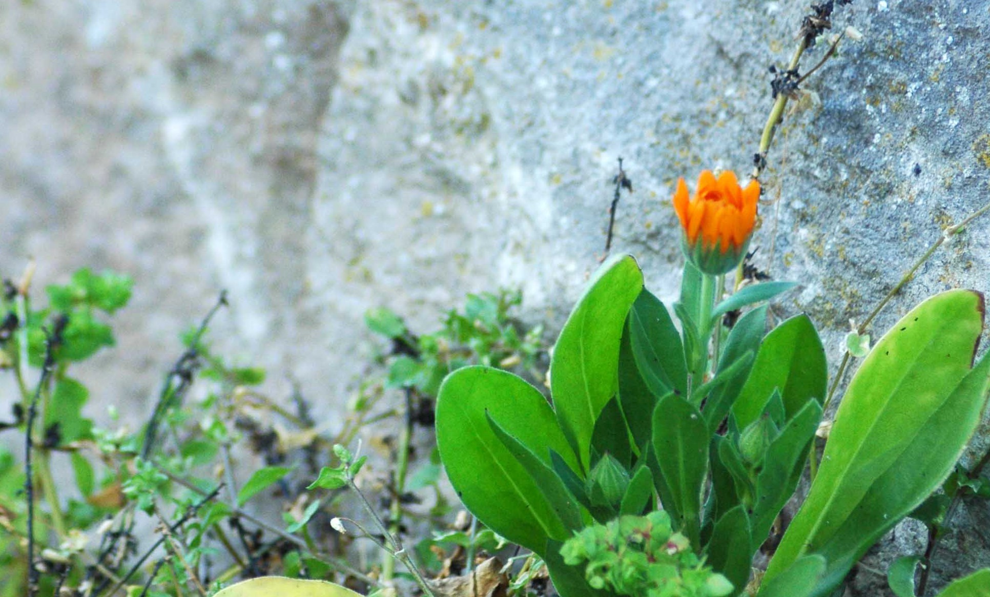 marigold escaped from a garden