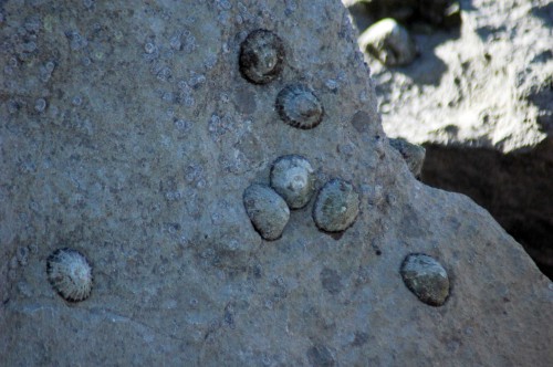 151007TGNW-Limpets embedded in rock