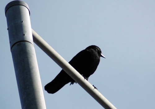151007TGNW- Penrhyn Bay-Back to Rhos-Crow 1