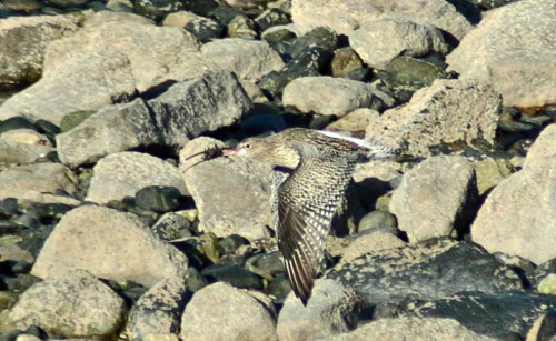 151007TGNW- Penrhyn Bay-Back to Rhos-Curlew