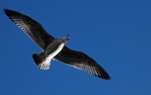 151007TGNW- Penrhyn Bay-Back to Rhos-Herring gull young 1