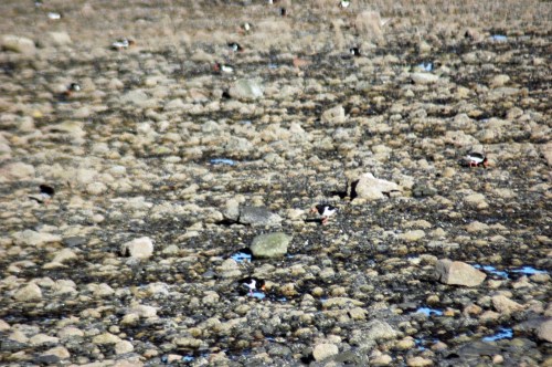 151007TGNW- Penrhyn Bay-Back to Rhos-Oystercatchers active