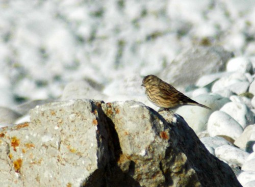 151007TGNW- Penrhyn Bay-Linnet on rock 1