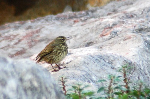 151007TGNW- Penrhyn Bay-Pipit on rocks 3