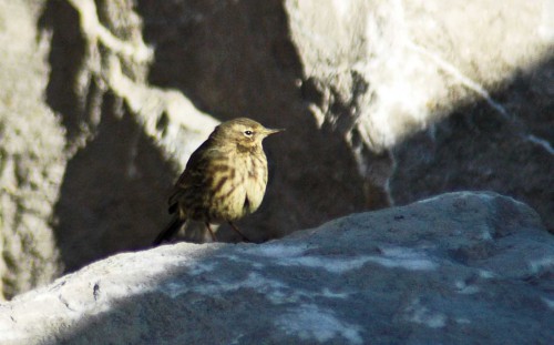 151007TGNW- Penrhyn Bay-Pipit on rocks 4