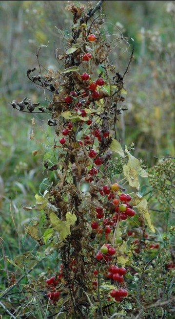 151008-Bryn Pydew (29)