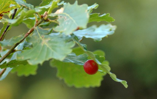 151008-Bryn Pydew (37a)-Cherry gall under oak leaf