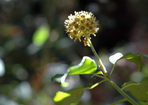 151021-Bryn Euryn Woods 2a- Ivy flower
