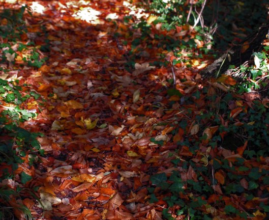 151021-Bryn Euryn Woods 5a-Path leaf-strewn