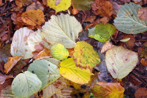 151021-Bryn Euryn Woods 6a-Hazel leaves
