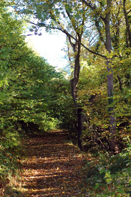 151021-Bryn Euryn Woods 8a-Woodland Trail