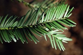 150104TGFL-Bryn Euryn 4-Yew leaves