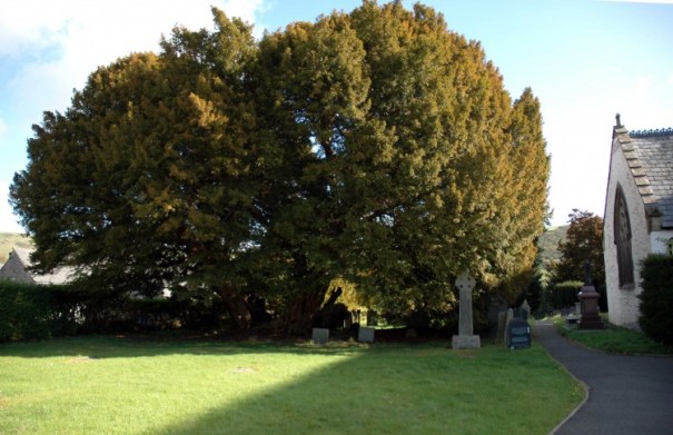 The Old Yew Tree St Digain's, Llangernyw
