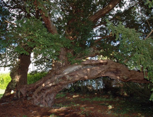 The fragmented trunk of the tree