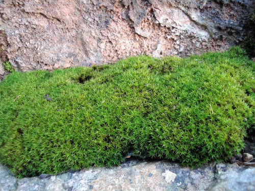 A cushion of moss tucked against rocks