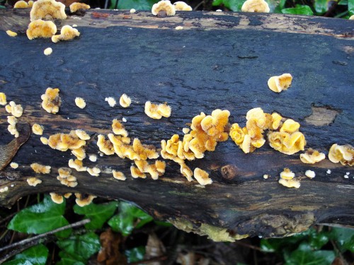 Bright yellow bracket fungus-maybe a small turkeytail