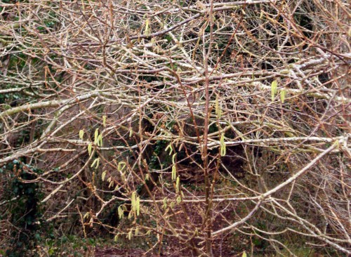 Hazel catkins