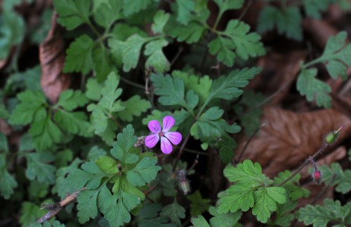 Herb Robert