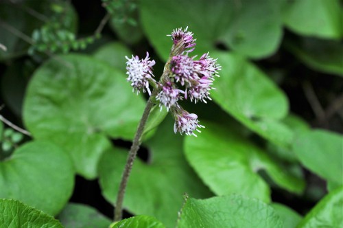 Winter heliotrope