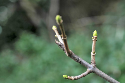 Sycamore buds are greening