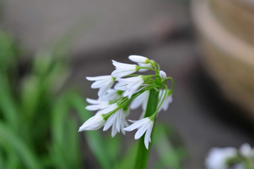 Flowers resemble those of the bluebell