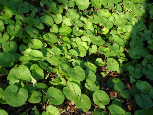 Leaves of Winter heliotrope