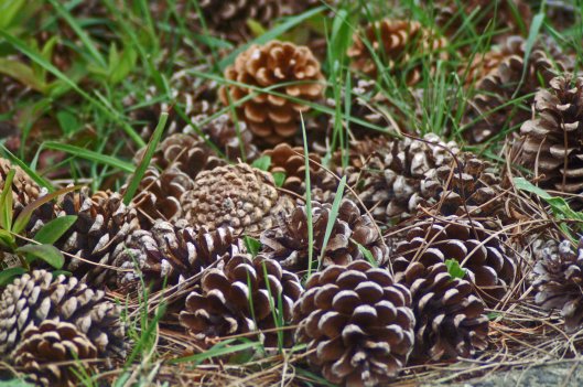 Fallen pine cones on embankment wall