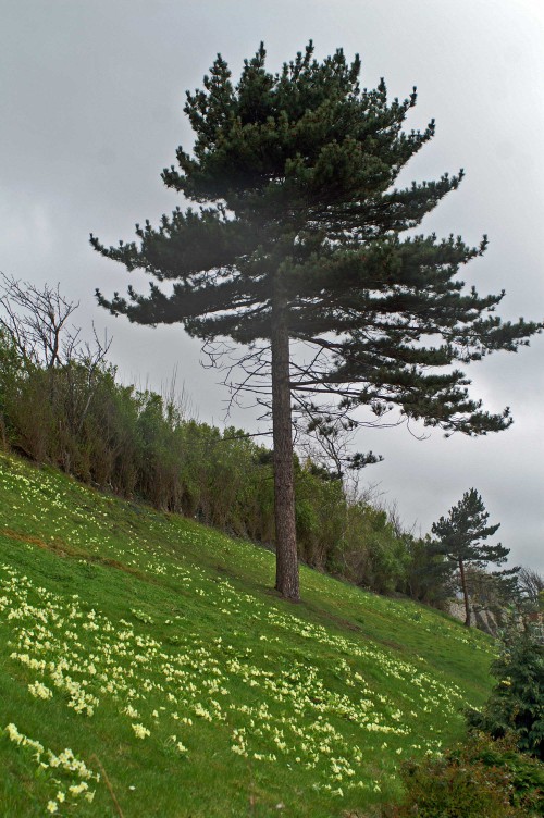 Pine tree and primroses
