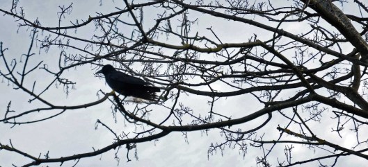 Crow enjoying the view out to sea