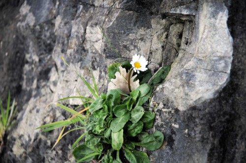 Daisy growing from embankment wall