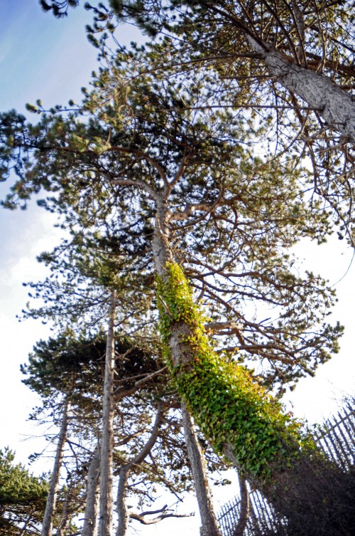 Ivy clambering high into a pine tree